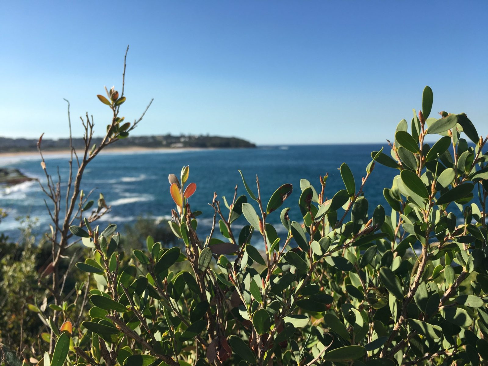 Curl Curl to Freshwater Lagoon Walk
