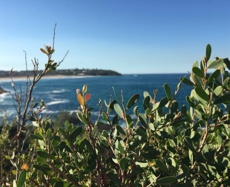 Curl Curl to Freshwater Lagoon Walk