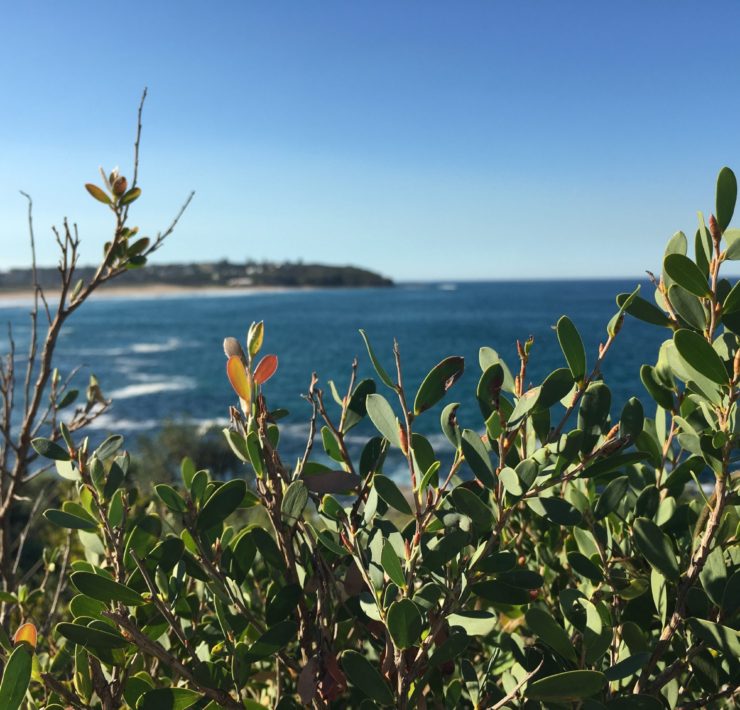Curl Curl to Freshwater Lagoon Walk