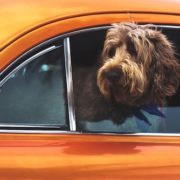 Dog Orange Car