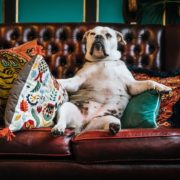 dog on couch