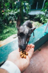 dog treats