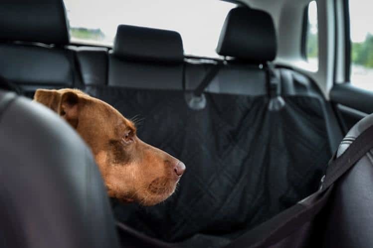 Half Size Dog Car Seat Cover Er S Guide Puptraveller - Pet Seat Cover For Backseat