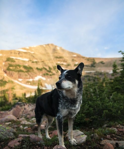 dog hike