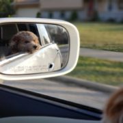 safest ways to travel with dog in car