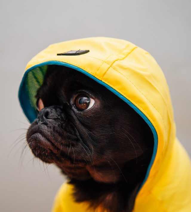 lightweight dog raincoat