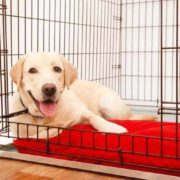 dog crate comfortable