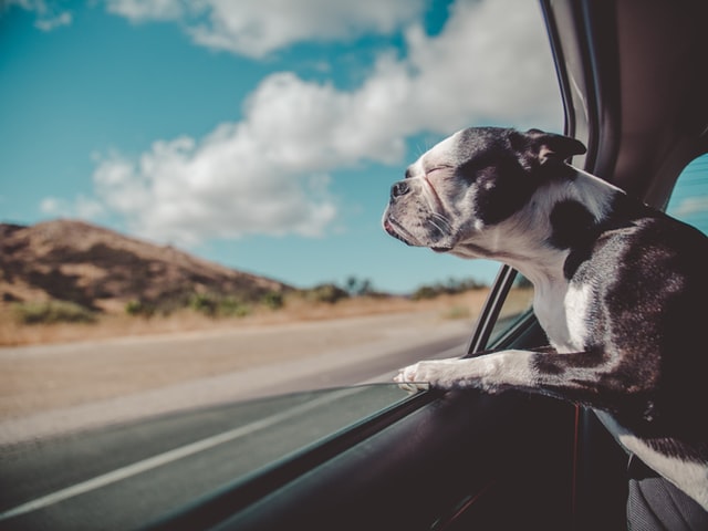 How To Get An Old Dog Into The Car | PupTraveller
