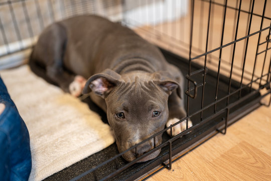 should you cover dog crate with blanket