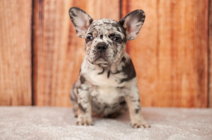 Merle French Bulldogs - Everything You Need To Know