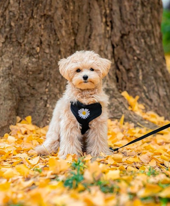 maltipoo with harness on in autumn with leaves