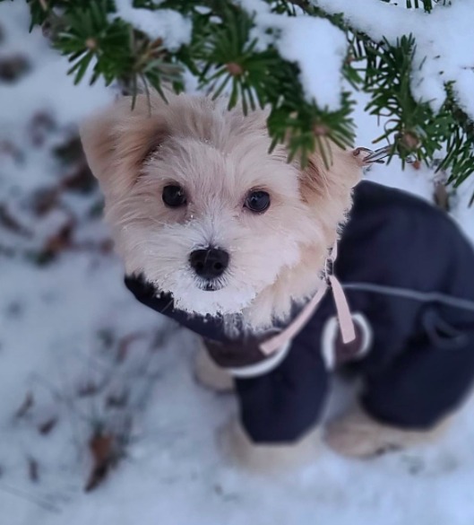 maltipoo at the snow