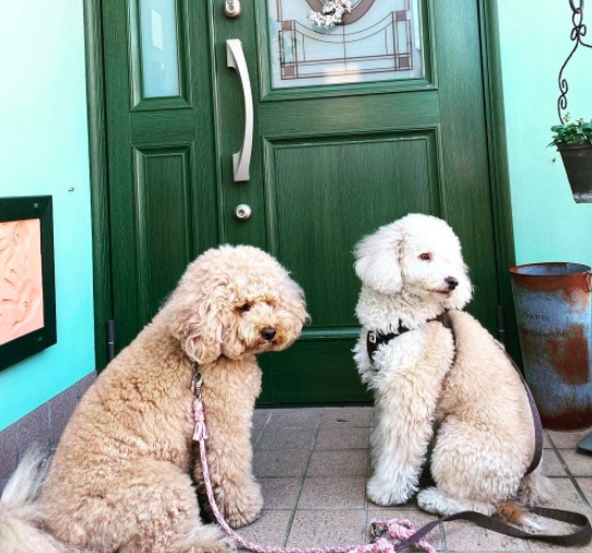 two maltipoos