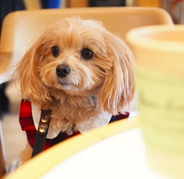 maltipoo