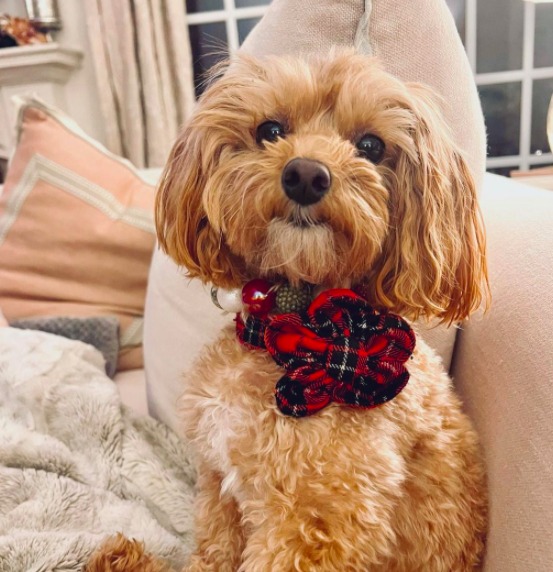 maltipoo with collar