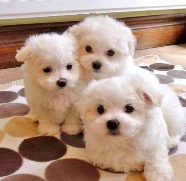 three white maltipoo puppies