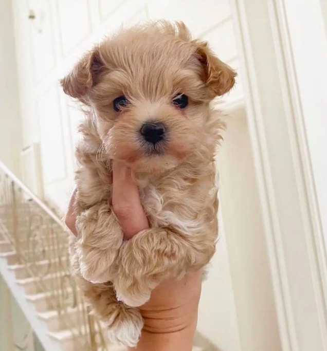 cream maltipoo