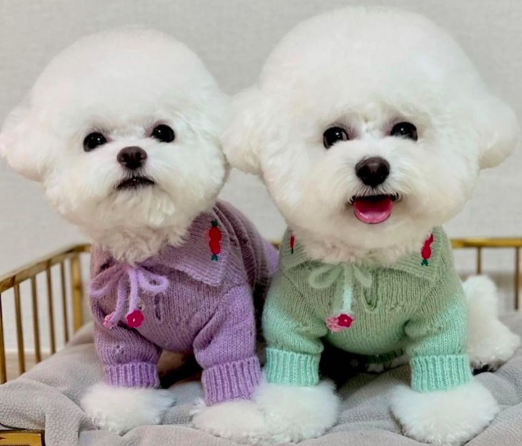 teacup maltipoos