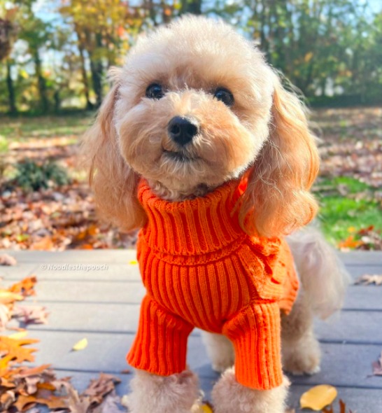 maltese poodle mix