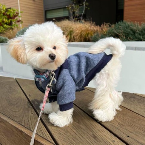 teacup maltipoo