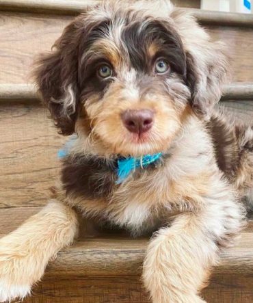 Mini Aussiedoodles (Ultimate Breed Guide) | PupTraveller