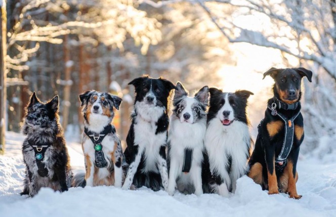 mini australian shepherds