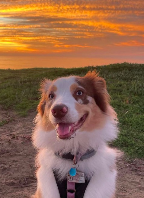 Red Merle Australian Shepherd At Sunset