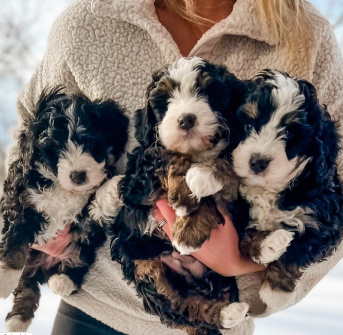 mini bernedoodle puppies