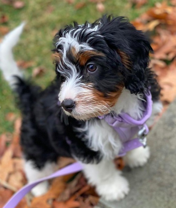 mini bernedoodle