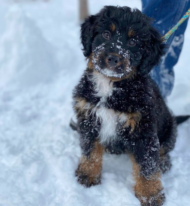 mini bernedoodle