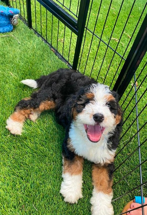 mini bernedoodle