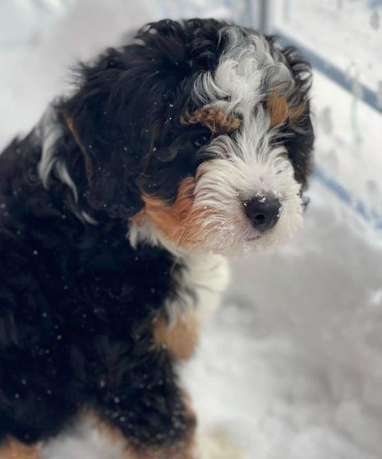 mini bernedoodle