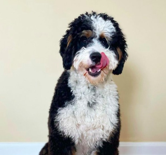 mini bernedoodle