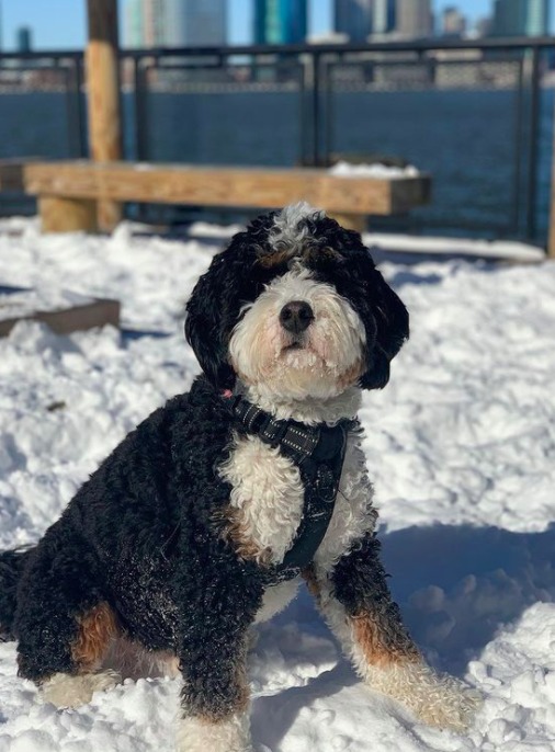 mini bernedoodle 