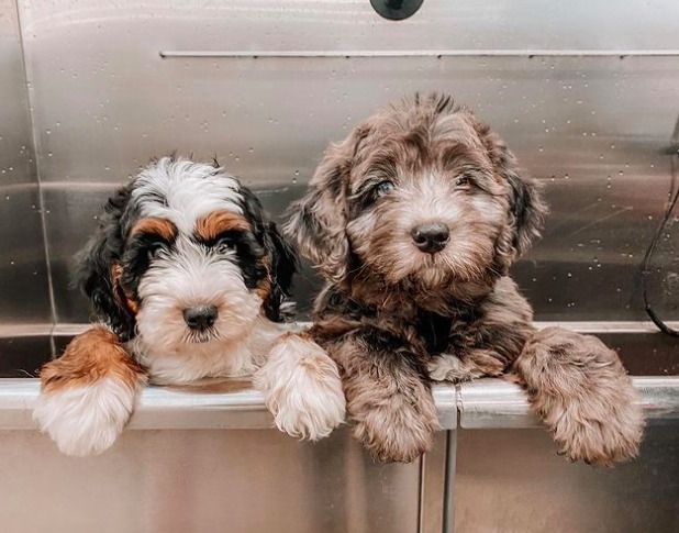 Mini Bernedoodle With Another Poodle Mix Dog