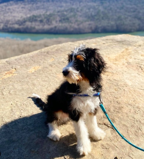 mini bernedoodle