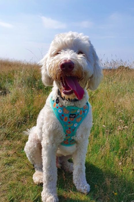 white cockapoo