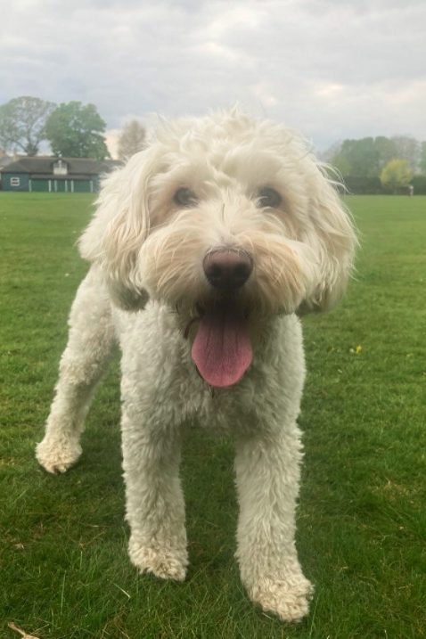 white cockapoo