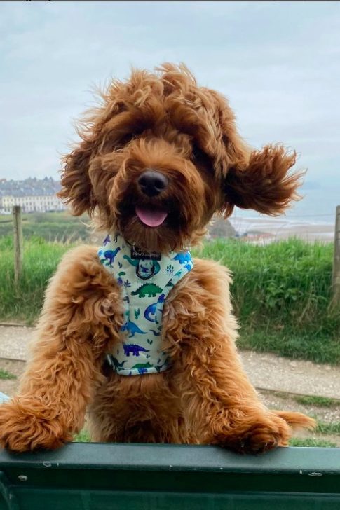 red cockapoo