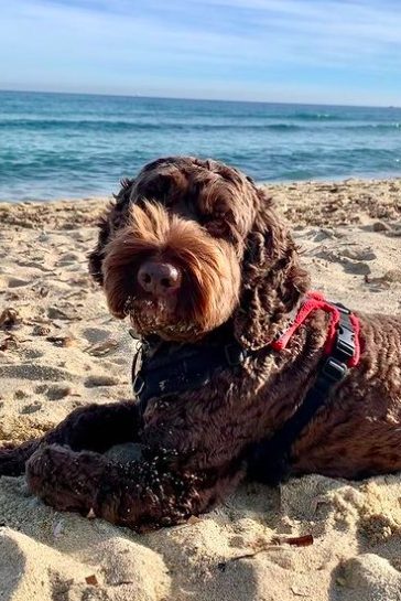 chocolate cockapoo