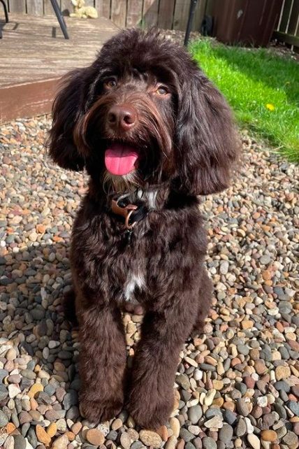 chocolate cockapoo