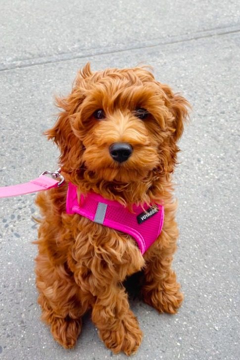 golden cockapoo