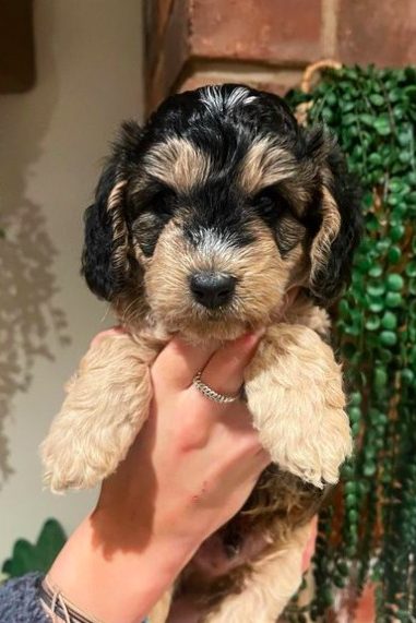 phantom cockapoo