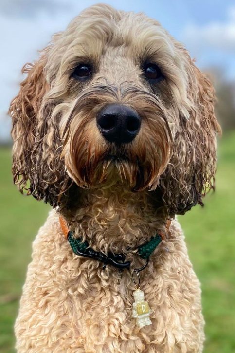 sable cockapoo