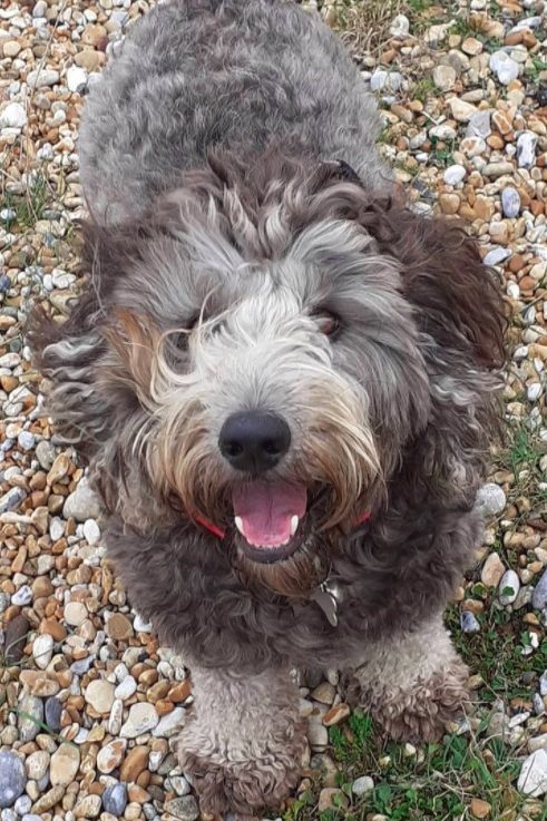 grey cockapoo