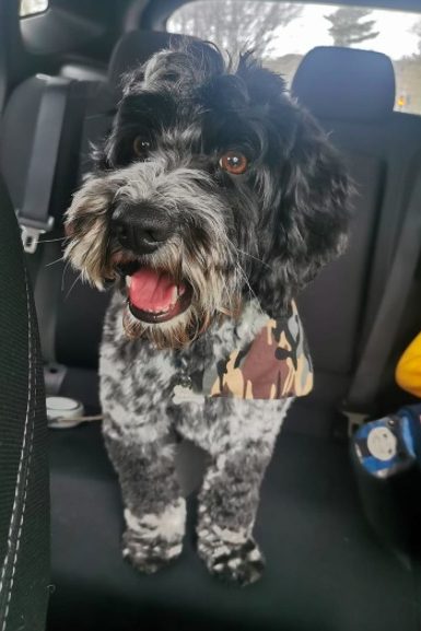 blue roan cockapoo