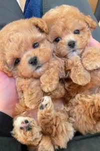 Maltipoo Size Guide Teacup Toy Mini Standard PupTraveller maltipoo-size-guide-teacup-toy-mini-standard-puptraveller