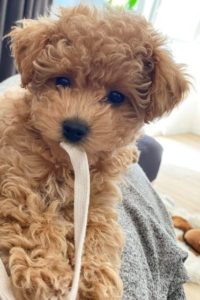 Maltipoo Size Guide Teacup Toy Mini Standard PupTraveller maltipoo-size-guide-teacup-toy-mini-standard-puptraveller