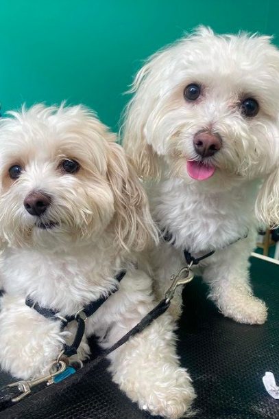 two white mini maltipoos