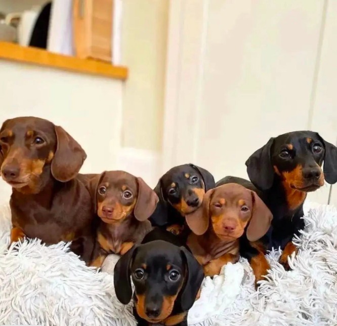 Dachshund Size Guide (Teacup, Toy, Mini & Standard) | PupTraveller